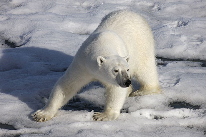 Eisbär Spitzbergen