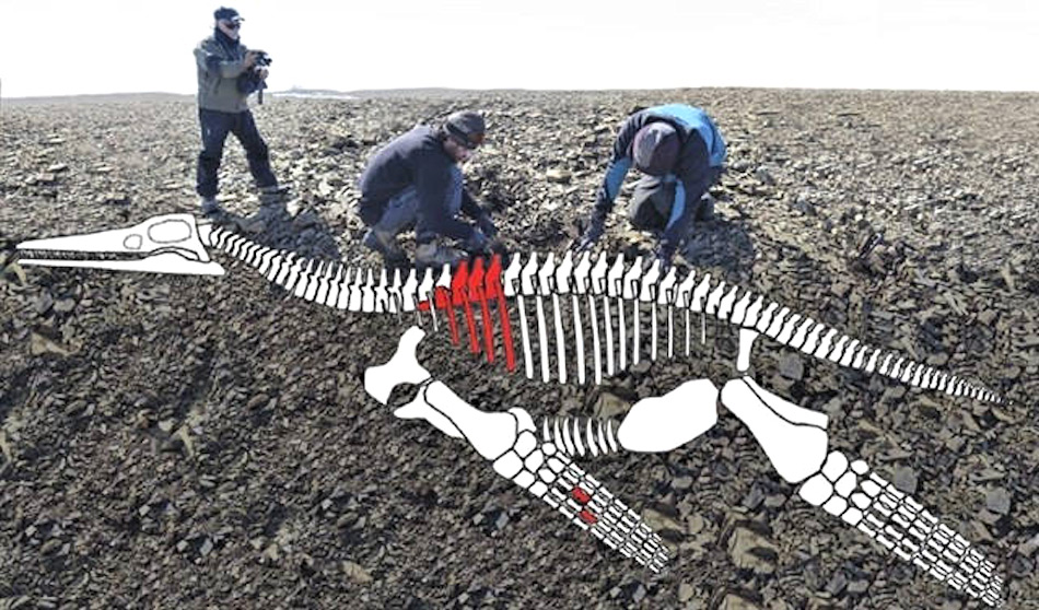 Die fossilen Überreste des neu-entdeckten Plesiosauriers beinhalteten einige Wirbel, Rippen und Handknochen (rot). Der Fundort war vor 150 Millionen Jahren Meeresboden mit einer reichhaltigen Fauna. Bild: CTyS