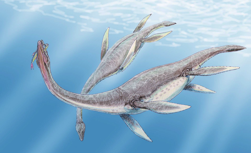 Plesiosaurier beherrschten während 140 Millionen Jahre die Meere. Mit ihren vier Flossen konnten sie sich pfeilschnell fortbewegen und waren trotz ihrer Grösse sehr agile Tiere, dank ihrer beweglichen Wirbelsäule. Bild: Dmitry Bogdanov