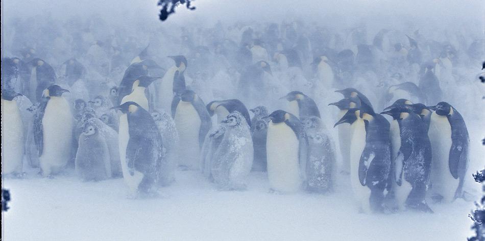 Kaiserpinguine im Sturm der Antarktis. Wenn es nach den neusten Klimamodellen  geht dürfte dies auch in Zukunft so bleiben.