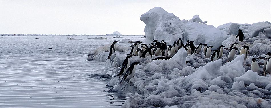 Adéliepinguine leben überwiegend von kleinen Krustentieren und nehmen ausserdem kleine Fische zu sich. Sie finden ihre Beute in der Regel in Gewässertiefen zwischen zehn und vierzig Meter, sind aber in der Lage bis zu 170 Meter tief zu tauchen.