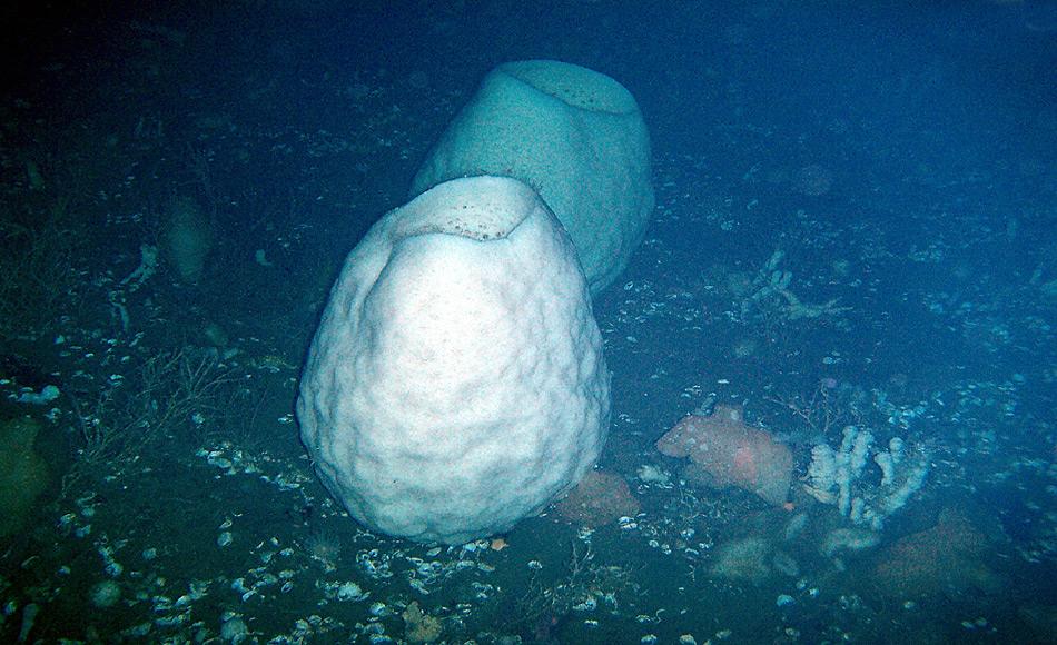 Das älteste Tier, ein Schwamm soll bis zu zwei Meter hoch werden und seit über 100 Millionen Jahren die Tiefen der antarktischen Gewässer bewohnen. Die Farbe variiert von blassgelb bis weiss. Foto: Henry Kaiser, National Science Foundation