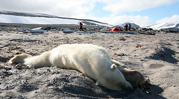 erschossener_Eisbaer