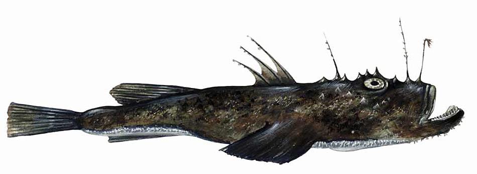 Seeteufel leben hauptsächlich auf dem Meeresgrund in Tiefen von 10 bis 1000 Metern. Sie ernähren sich vor allem von Fischen, die mit dem Angel auf ihrem Rücken angelockt werden und durch plötzliches Aufreissen des riesigen Mauls eingesaugt werden.