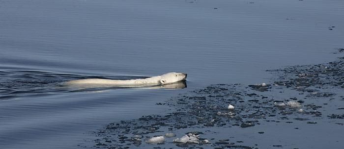 Eisbär schwimmt 700 Kilometer